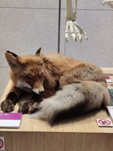 Knowskite-X Summer School