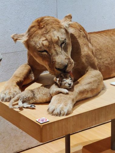 Knowskite-X Summer School