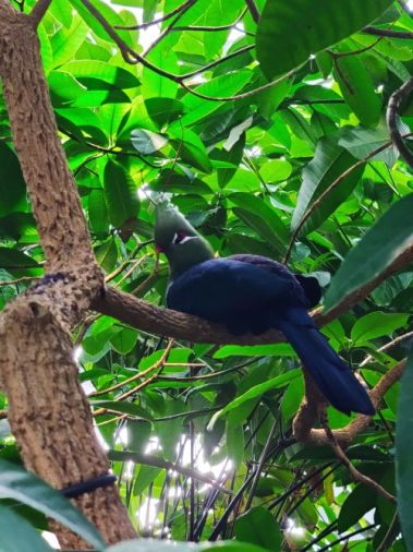 Knowskite-X Summer School